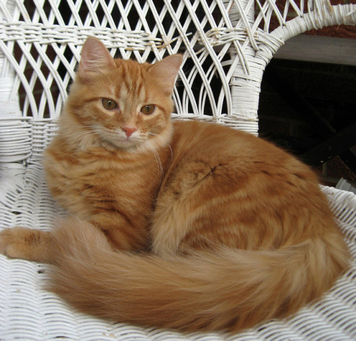 cybergata:Zippy by elycefeliz on Flickr.