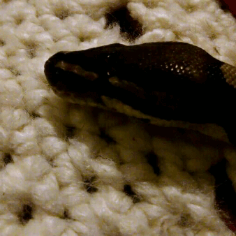 blurrysnakescales: Patrick is a pure boy who will be 8 years old this year.