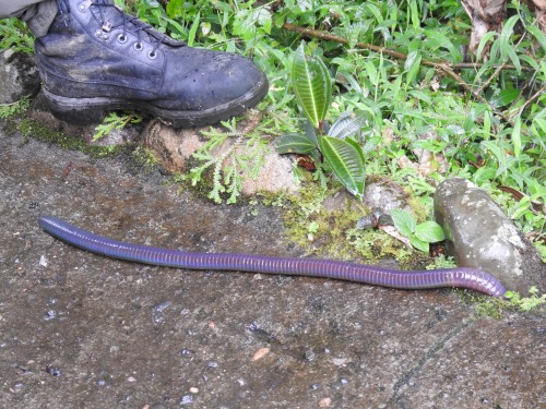 onenicebugperday:Giant earthworms, Martiodrilus sp., Glossoscolecidae Found in South AmericaPhoto 1 