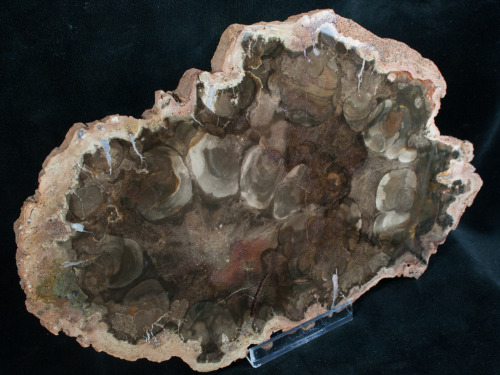 A slab of rare Rhexoxylon (a seed fern) petrified wood from near Gokwe, Zimbabwe. The petrified wood