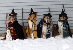 d0gbl0g:gideongordongraves:squad goalshufflepupgryffindogravenpawan uhh… slytherin