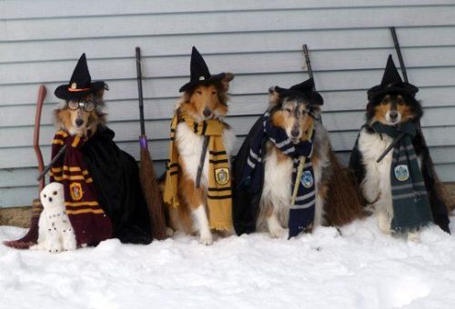 d0gbl0g:  gideongordongraves:squad goalshufflepupgryffindogravenpawan porn pictures