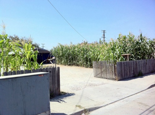 thinkmexican:  Mexicans Continue Corn Planting Tradition  Throughout the Eastside of Salinas, and many other Mexican communities in the United States, the tradition of planting corn continues. Whether it’s a small milpa in the backyard or a couple of