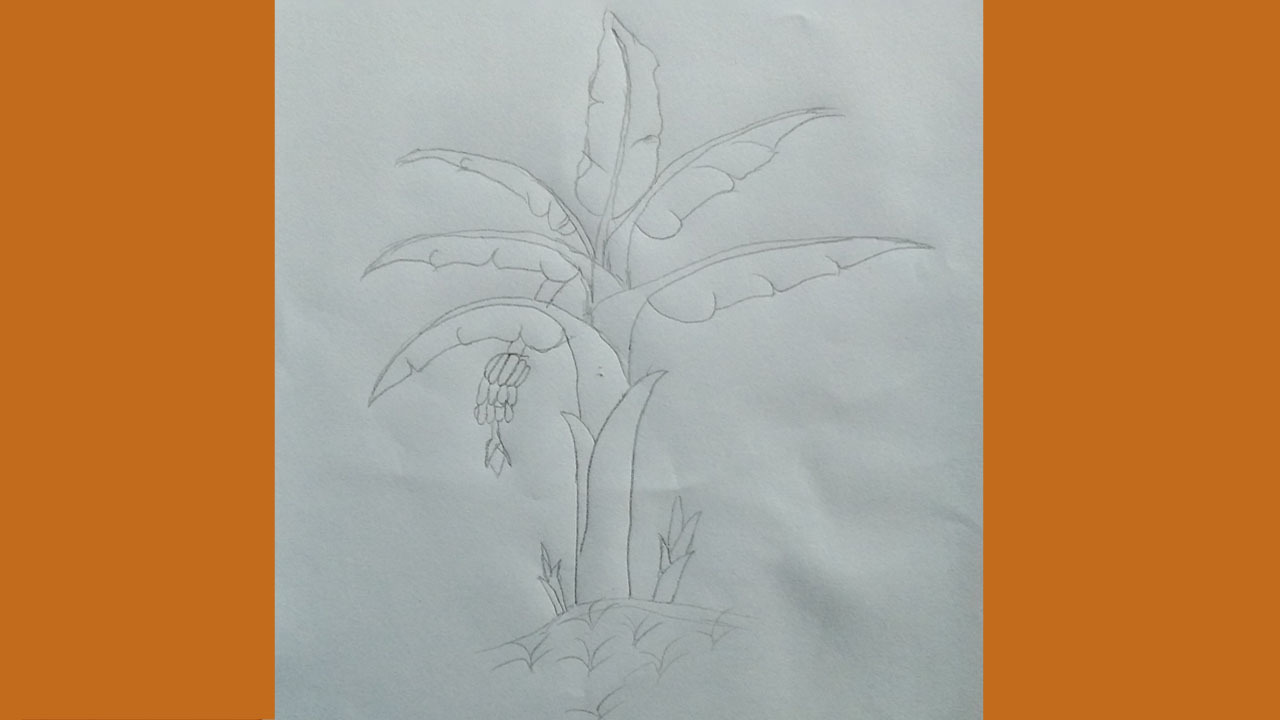 Featured image of post Banana Tree Picture Drawing : Drawing picture of banana tree.