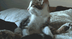 themoonphase:  spiritualearthgypsy:  oliviatheelf:  deerstalkingdeathfrisbee:  weenierenegades:  CATS ARE FUCKIN WEIRD  don’t pretend you wouldn’t stretch like this if you had the flexibility  THE LITTLE TOES!  hahahahah!!!  YOGA CAT 