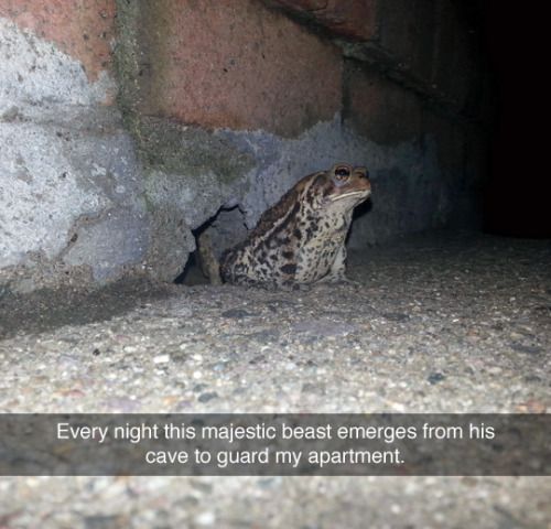 wholesomepetmemes:support👏our👏troops👏 