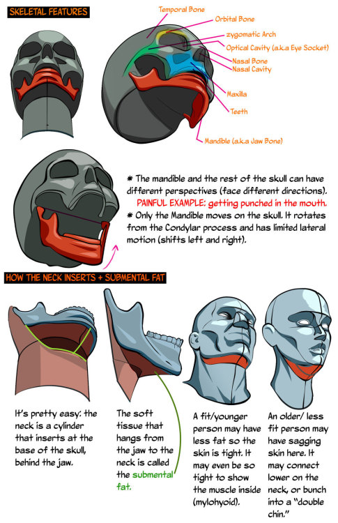 help-me-draw:   HEADS UP: Drawing the Head from a low angle by NemoNova on DeviantArt