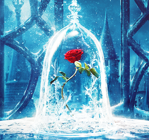 mickeyandcompany:  The rose she had offered was truly an enchanted rose, which would