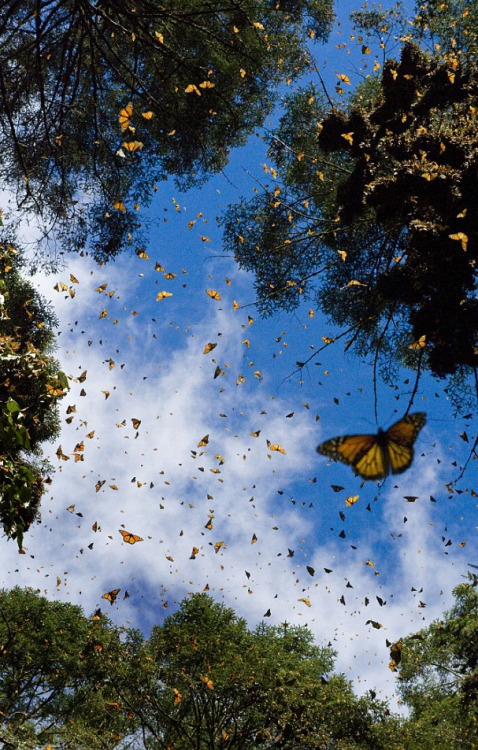 Porn photo sci-universe:  Each fall, millions of monarch