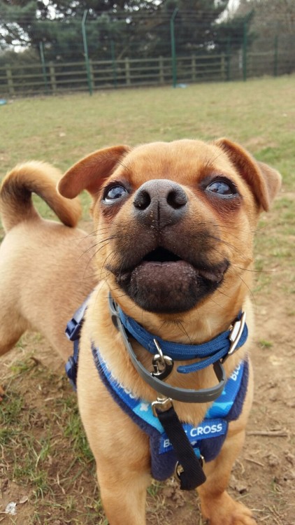 allbarksomebite: Sully is a Jack Russell x Pug, so naturally we had about 9000 people apply for him.