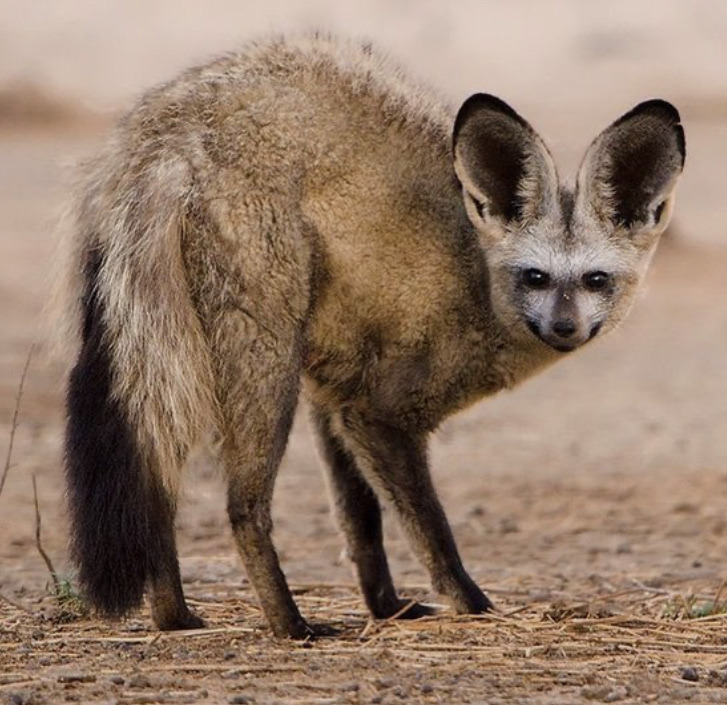 biologyluv:Otocyon megalotisThe bat eared fox, native to south and east Africa, isn’t