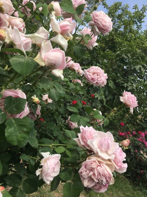 blllosom:gorgeous