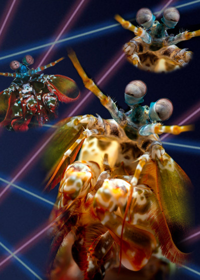 montereybayaquarium:ALTMantis Shrimp, Seamount High,Sea-nior Class of 1984Voted: Best Eyes & Most Likely to Start a FightFavorite quote: “Party on, dudes.”The mantis shrimp is truly bodacious—its radical colors and totally tubular eyes (they