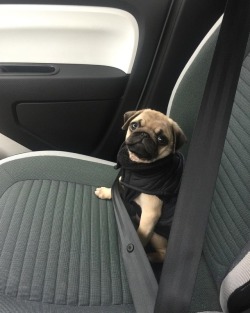 pugs:  Safety First ⚠️💛✨