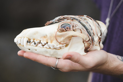 Beautiful coyote skull adorned with a labradorite eye, 3 aquamarine, 8 tourmalines, 2 peridot and am