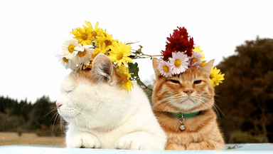 pets-gifs:  Animals gifs