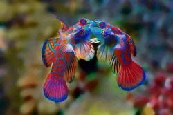 biolola:  Pair of Mandarin Fish