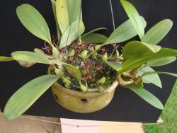 orquidofilia:    Bulbophyllum patens. Orchidaceae: