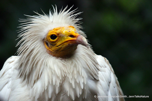 Happy International Vulture Awareness Day!  Bald is beautiful!.  Why are they bald?  These birds hel