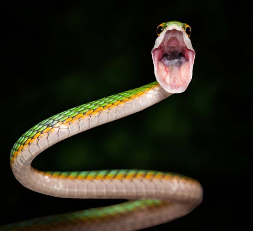 pythox:  Yawning snakes. It’s like they’re trying so hard to look scary/badass and yet i can’t help but finding them just super-adorable. 