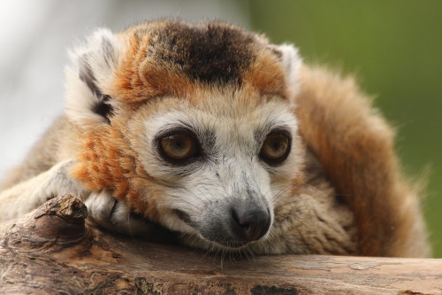 Crowned lemur (Eulemur coronatus)Photo by charliejb