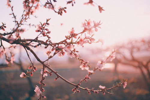 juliamstarr:Sunlit blossoms. Edited with the autumn rose presets.Instagram