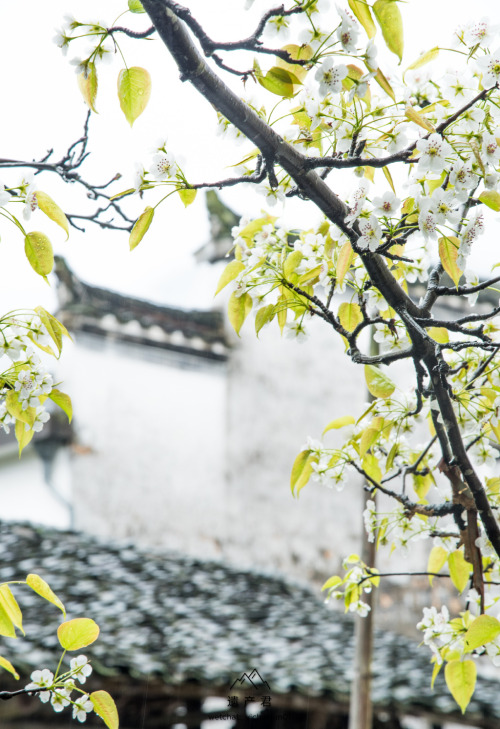 fuckyeahchinesegarden:婺源wuyuan, anhui province by 遗产君