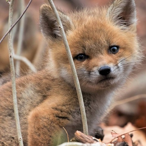 x6568tank: everythingfox:This fox knows what you’re scrolling through, and is judging you hard
