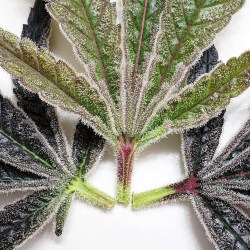 cannaboldstuff:  Marijuana leaf