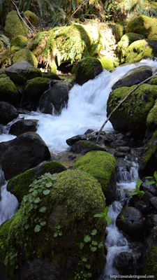 moon-sylph:  connie-awanderingsoul:  Below Dry Creek Falls in the Columbia Gorge, Oregon For more about me and my story check out http://awanderingsoul.com  ☽ ⁎ ˚ * ☀ Mystique, spirituality, nature ✵ ⁎ * ☾ 