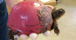 tort-time:  Is it ok to paint my turtles