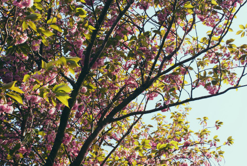 Blossom Tree – 12/5/16