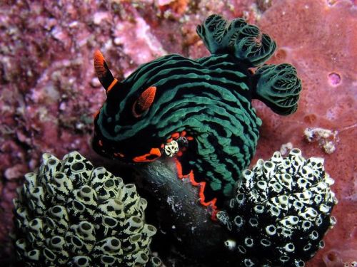 typhlonectes:The nudibranch sea slug Nembrotha kubaryana feeding on tunicates from East Timor. Nembr