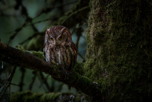 Western Screech Owl by Ken Shults
