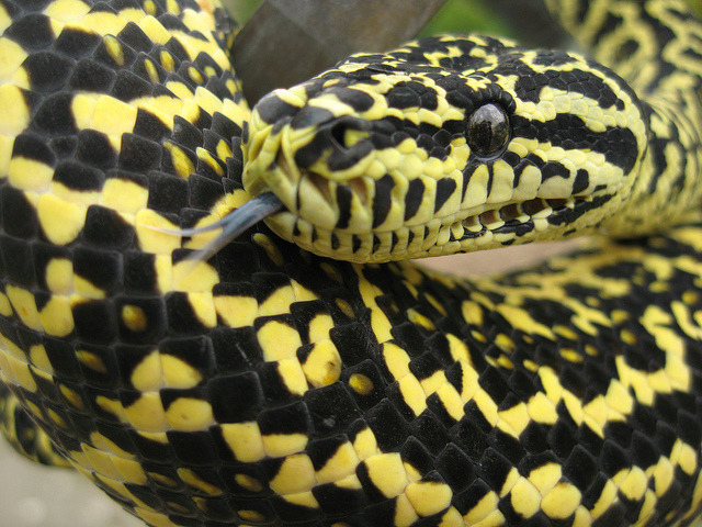clockwork-serpent:  Zebra Jungle Carpet Python - User Char D @ Reptileforums.co.uk