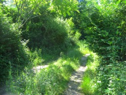 geopsych:  June walks are good because the plants are so happy and excited.