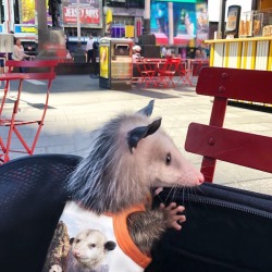 autoraton:neilnevins:That smile and bright eyes looks like something out of a Peanuts strip I love it I love you I would die for this possum am enamoured with this fellow…