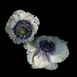 Madaeli26:  Purple Pollen Rain… Anemones By Magda Indigo 
