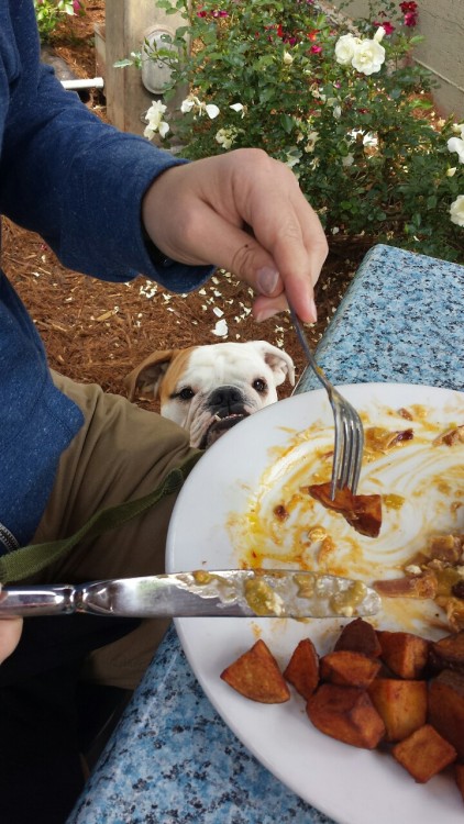 Clover the Bulldog