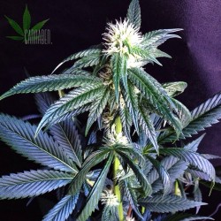 weedporndaily:  Louis XIII OG | I’m not sure how long she’ll be staying. OG’s ain’t really my thang #YehISaidThat 👑 by cannaben http://ift.tt/1kIOQLi