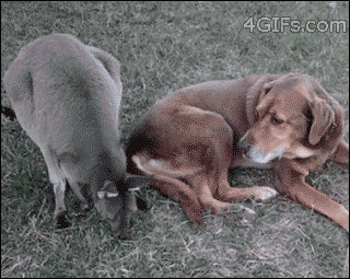 Cats & Dogs