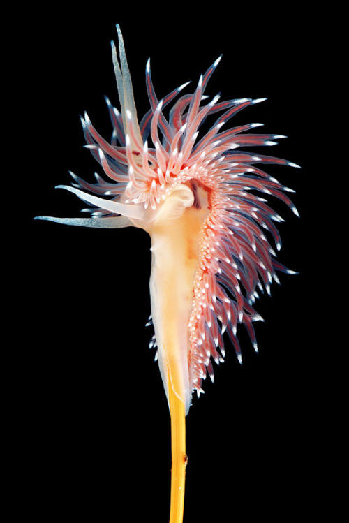 staceythinx:Underwater photographer Alexander Semenov’s sea slugs show off their cerata.