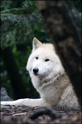 Sex Beautiful Wolves pictures