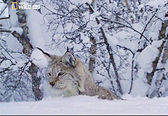 whiny-sugar-glider:  National Geographic - Nordic Wild 