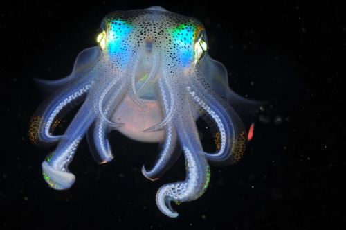 rockthemblues:reef squid