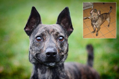 dogjournal: PHOTOGRAPHER TOURS SHELTERS TO HELP DOGS GET ADOPTED - “Our mission is to provide 