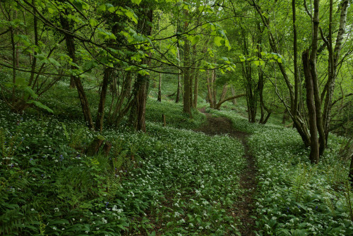 Snow In May by el dave