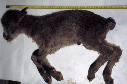 sixth-extinction:A rare photo of the clone of Celia, the last surviving Pyrenean ibex (Capra pyren