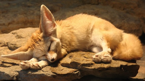 redpyrofox:
“Request for sleeping foxes! :D
”