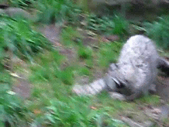 askfluffi:  premiumgifs:  Baby Snow Leopard vs. Pumpkin  GUYZ PUNKIN OMG!! 